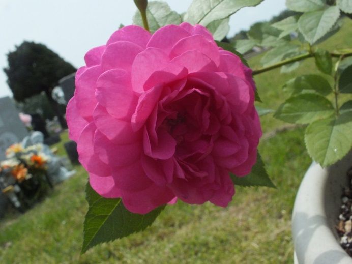  photo duftendescemetary2_zps5578d344.jpg